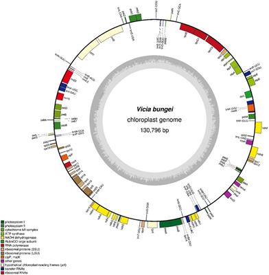 Complete Chloroplast Genome of the Inverted Repeat-Lacking Species Vicia bungei and Development of Polymorphic Simple Sequence Repeat Markers